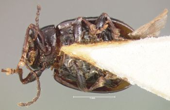 Media type: image;   Entomology 9788 Aspect: habitus ventral view